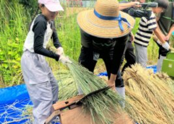 里山教室2024　<br>今年も無事収穫できました！